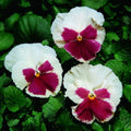Pansy Seeds 50 Pack - Faces Blush White Viola tricolor Garden Flower Seeds for Borders & Containers