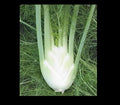 Florence Fennel Seeds - Hardy Perennial Herb with Licorice Flavor - Foeniculum vulgare var. azoricum - Culinary & Garden Use