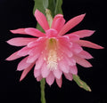 Epiphyllum 'Gypsy Lullaby' Unrooted Cutting – Rare Multi-Petal Orchid Cactus Houseplant, Epiphyllum hybrid