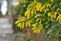 Acacia Golden Wattle Tree Seeds - 30 Fresh Acacia pycnantha Seeds for Garden, Landscaping, Pollinator Attracting