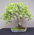 White Paper Birch Tree Seeds - Betula papyrifera for Bonsai & Landscaping - 100 Pack