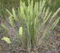 June Grass Seeds - 250 Perennial Ornamental Koeleria macrantha for Garden Borders, Drought-Resistant, Full Sun, Ships Free