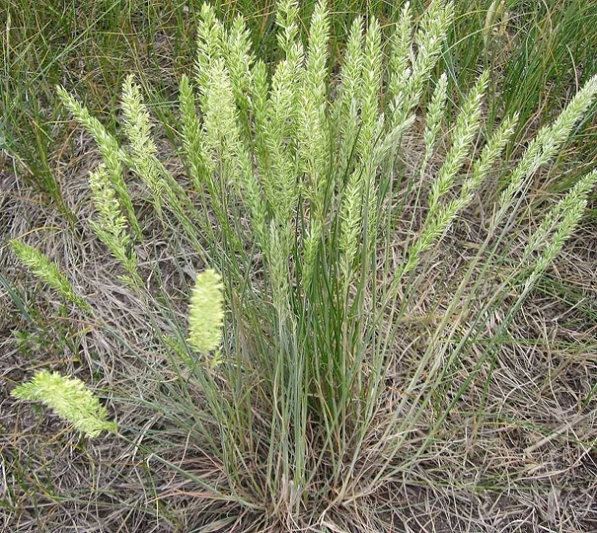 June Grass Seeds - 250 Perennial Ornamental Koeleria macrantha for Garden Borders, Drought-Resistant, Full Sun, Ships Free