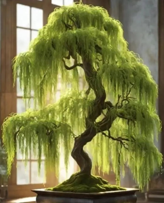Unrooted Hey Dina Willow Bonsai Cutting - Fast Growing Indoor Outdoor Salix 'Hey Dina'
