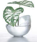 Caladium Bulbs 6 White Majesty - Perennial Elephant Ears for Shade Gardens - Caladium bicolor