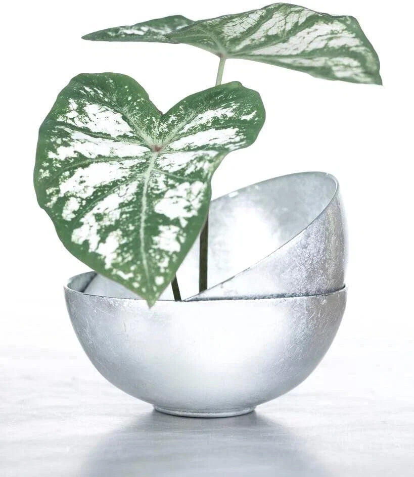 Caladium Bulbs 6 White Majesty - Perennial Elephant Ears for Shade Gardens - Caladium bicolor