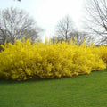 Forsythia Cuttings 10 Pieces 5-8 Inches Long for Propagation in Water or Soil Forsythia spp.