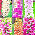 Foxglove Seeds Mix - Perennial Flower Seeds with Vibrant Colors - Digitalis purpurea - Attracts Hummingbirds and Pollinators