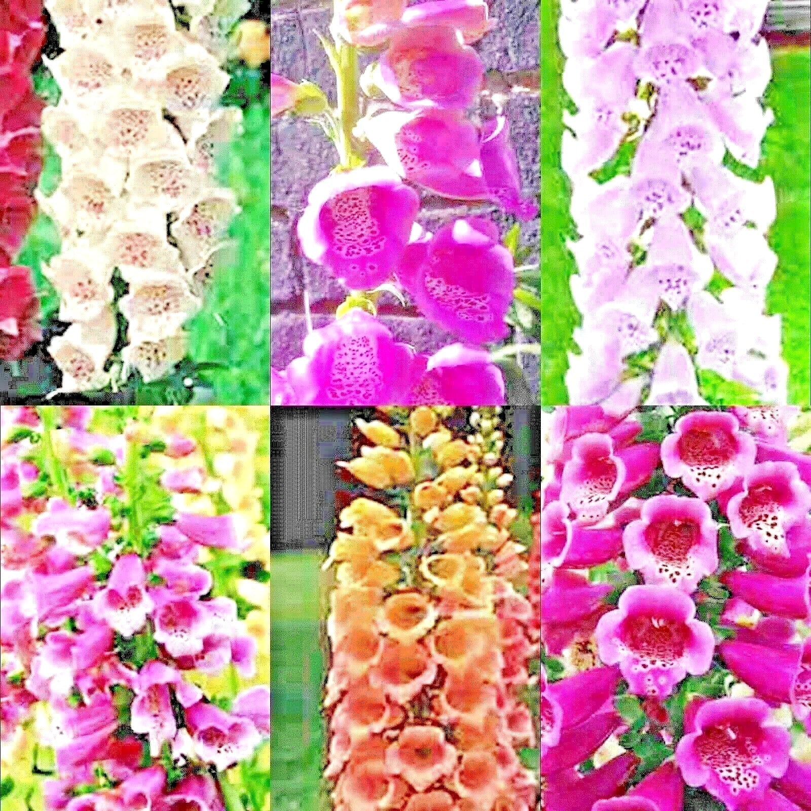 Foxglove Seeds Mix - Perennial Flower Seeds with Vibrant Colors - Digitalis purpurea - Attracts Hummingbirds and Pollinators