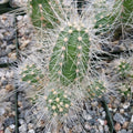 Echinocereus rayonensis Cactus Plant - Live Succulent in 4-Inch Pot with Unique Spines, Indoor/Outdoor Decor