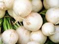 White Beauty Radish Seeds - Heirloom Raphanus sativus, Fast-Germinating, Crunchy, White Radishes for Salads & Garnishes