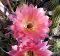 Echinopsis Hybrid Cactus Rooted Offset - Ben Hur Variety - Blooming Succulent for Indoor & Outdoor Decor