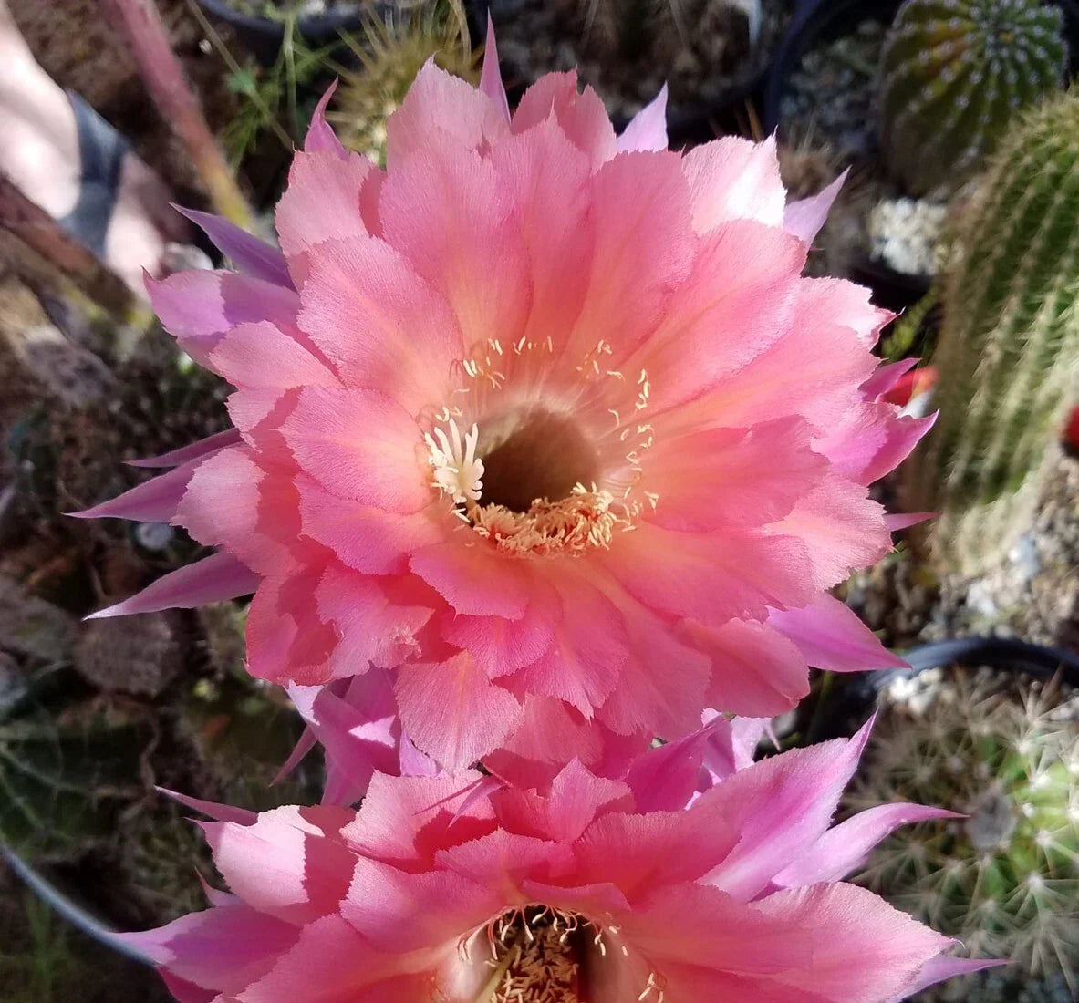 Echinopsis Hybrid Cactus Rooted Offset - Ben Hur Variety - Blooming Succulent for Indoor & Outdoor Decor