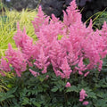 Astilbe Plant 2-Year-Old Fully Rooted Pink Flowers for Shade Gardens, Astilbe spp.