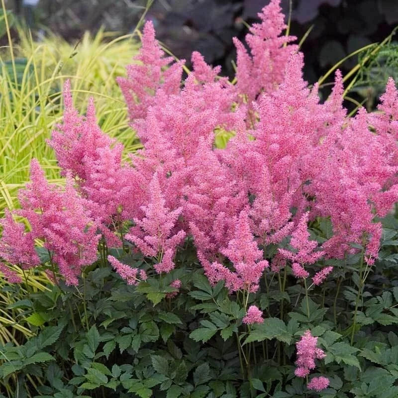 Astilbe Plant 2-Year-Old Fully Rooted Pink Flowers for Shade Gardens, Astilbe spp.