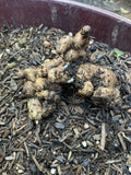 Black Ginger Roots for Planting - Organic Zingiber zerumbet - Perennial Herb, 2 Roots for Home Garden or Container Cultivation