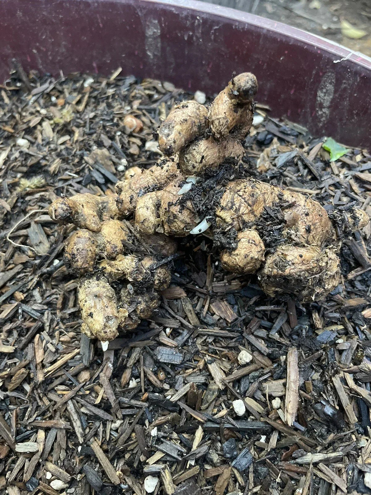 Black Ginger Roots for Planting - Organic Zingiber zerumbet - Perennial Herb, 2 Roots for Home Garden or Container Cultivation