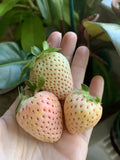Pineberry White Strawberry Seeds - Organic Fragaria × ananassa Edible Garden Pack of 100 Seeds