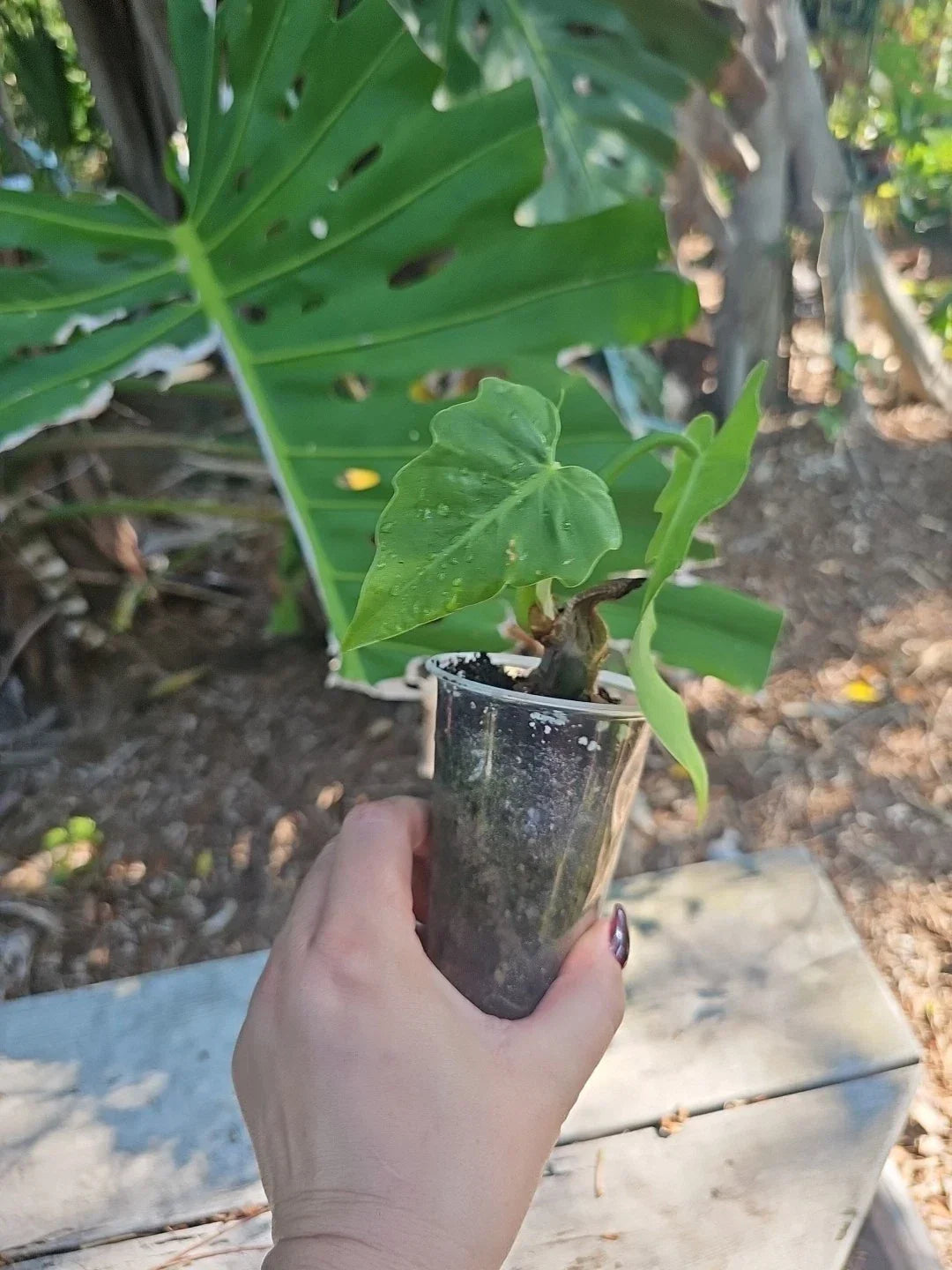Philodendron Radiatum Plant in 3-Inch Pot, Tropical Indoor Houseplant with Green Foliage