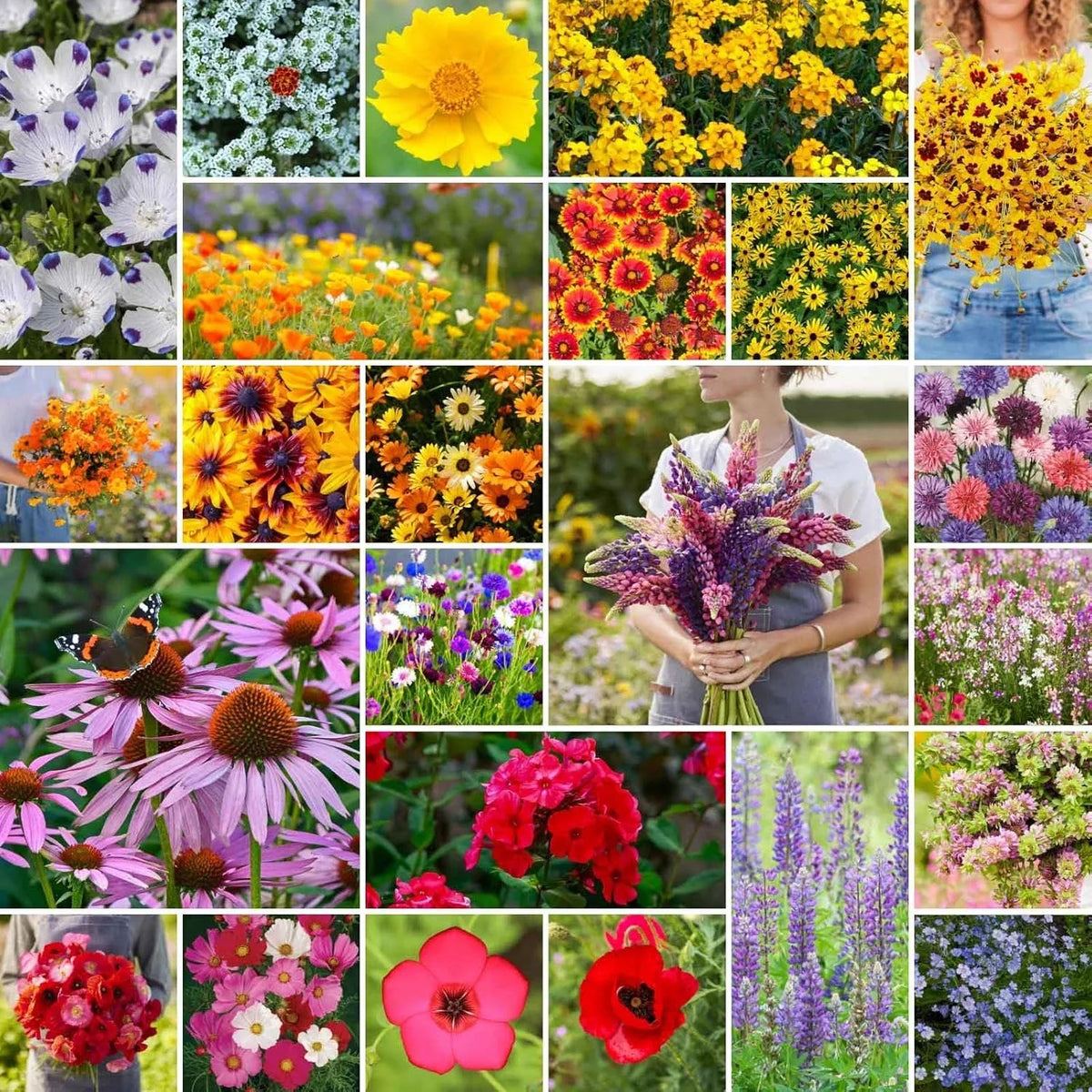 Southeast Wildflower Seeds Mix 1/4 lb Native Pollinator Plants for Bees Butterflies Non-GMO
