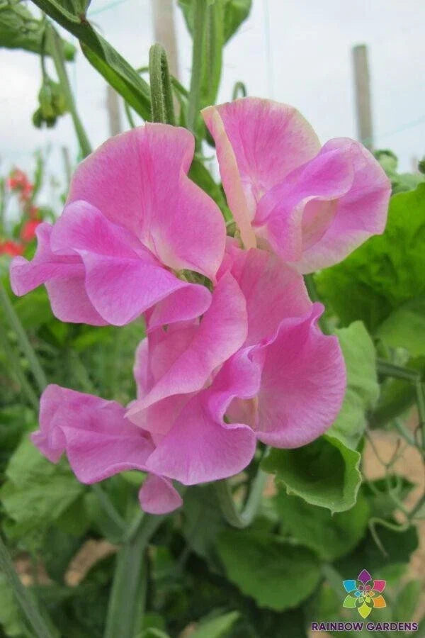 Bobby Chisholm Sweet Pea Seeds - 50+ Pack, Fragrant Annual Climbing Vine, Lathyrus odoratus, Garden Planting, USA Grown