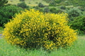 Scotch Broom Seeds 30 Pack Vibrant Yellow Blooms Cytisus scoparius Bushy Shrub for Garden Planting