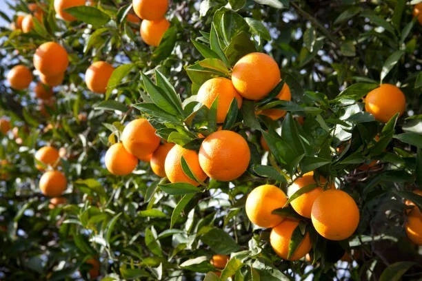 Orange Fruit Tree Scions Cuttings 6-8 Inches for Grafting Citrus sinensis Home Garden