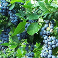 Blueberry Plant Starter 6-12" Vaccinium 'Razz' Northern Highbush, Zone 4-9