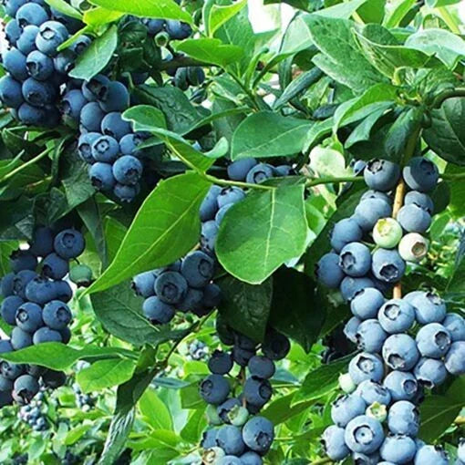 Blueberry Plant Starter 6-12" Vaccinium 'Razz' Northern Highbush, Zone 4-9