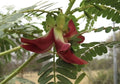 Hummingbird Tree Seeds 20+ Red Agati Flower Plant Sesbania grandiflora, Tropical Fast-Growing Ornamental Tree