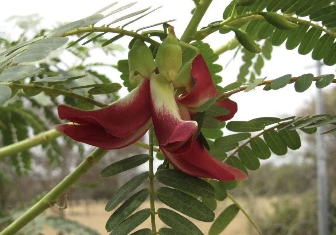 Hummingbird Tree Seeds 20+ Red Agati Flower Plant Sesbania grandiflora, Tropical Fast-Growing Ornamental Tree