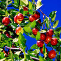 10 Jujube Fruit Tree Seeds - Red Chinese Date, Indian Plum, Superfruit, Hardy, Fast Growing, Ziziphus jujuba