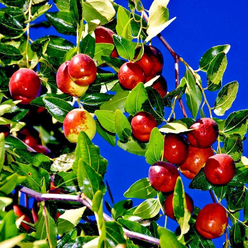 10 Jujube Fruit Tree Seeds - Red Chinese Date, Indian Plum, Superfruit, Hardy, Fast Growing, Ziziphus jujuba