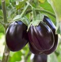Black Beauty Eggplant Seeds – Large Purple Aubergine Vegetable Seeds, Solanum melongena, 2025 Harvest, Non-GMO, High Germination