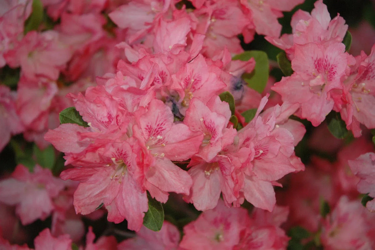 Azalea Starter Plant Hampton Beauty - Rare Heavy Bloomer Rhododendron