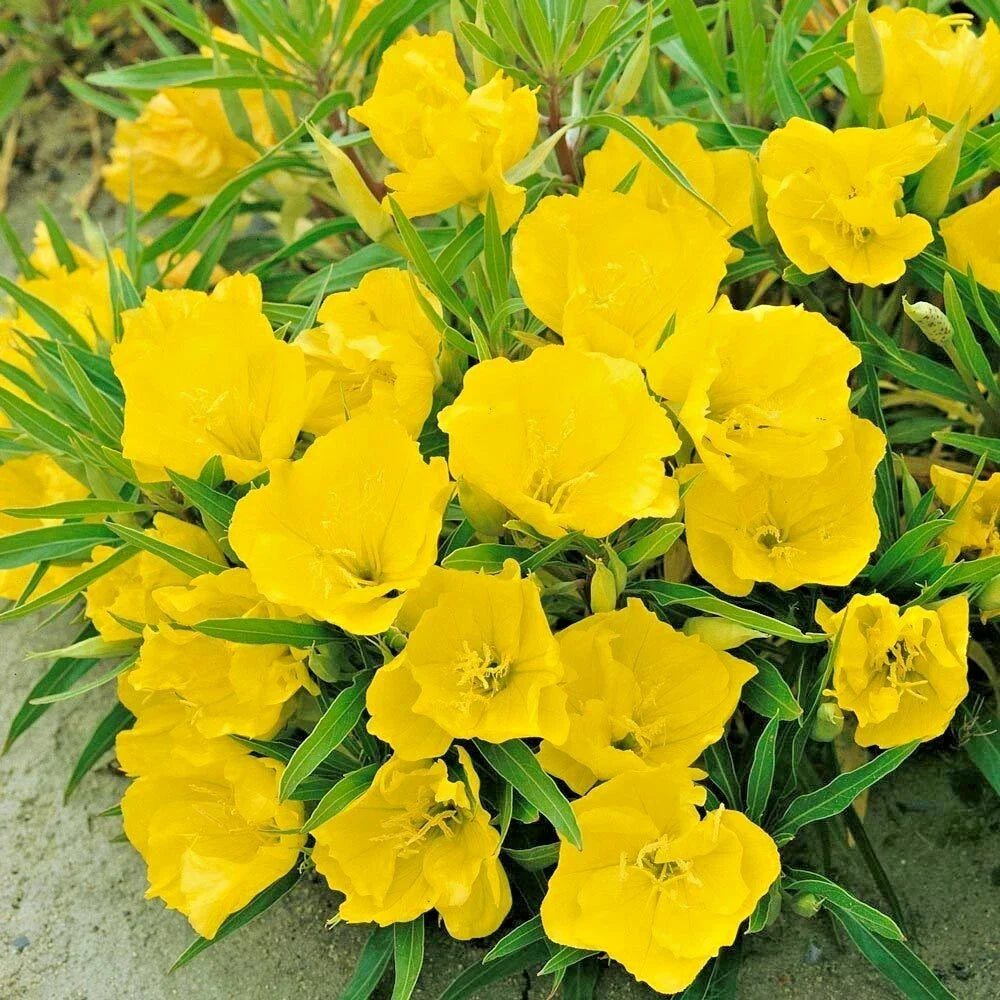 Dwarf Missouri Evening Primrose Flower Seeds - Drought-Tolerant Groundcover - Oenothera Missouriensis - Full Sun, Low Water