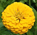 Canary Bird Zinnia Seeds - Non-GMO, Colorful Annual Flower, Zinnia elegans, 100+ Seeds for Garden, Borders & Containers