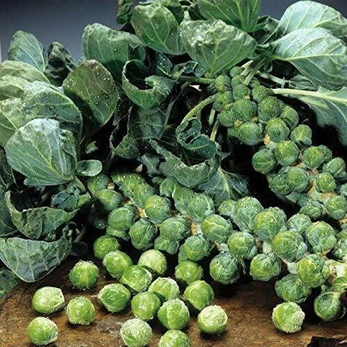 Brussel Sprouts Seeds 100 Pack Catskill Green Brassica oleracea var. gemmifera for Home Garden