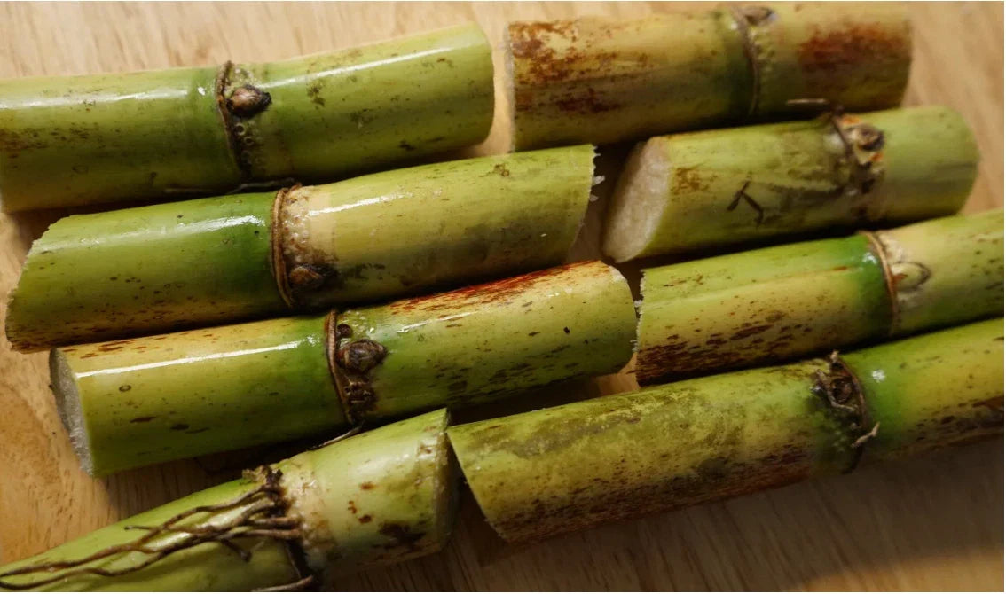 Sugarcane Cuttings 6x Hawaiian Yellow Organic Heirloom Nodes Saccharum officinarum Florida Grown