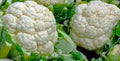 Snowball Y Improved Cauliflower Seeds – Non-GMO Brassica oleracea var. botrytis for Home Garden, Large White Heads, Pack of 200+ Seeds