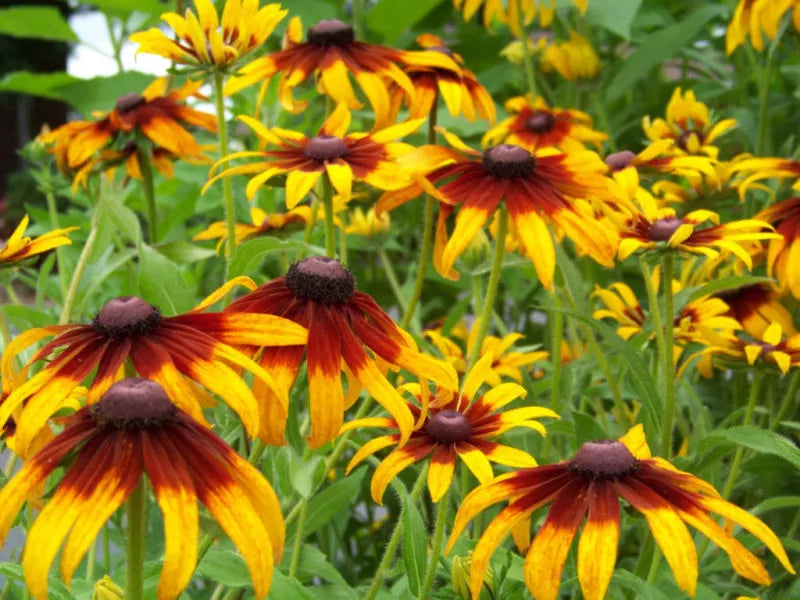 Gloriosa Daisy Seeds - Perennial Rudbeckia hirta - Bright Yellow and Red Flower Seeds for Garden Beds and Borders
