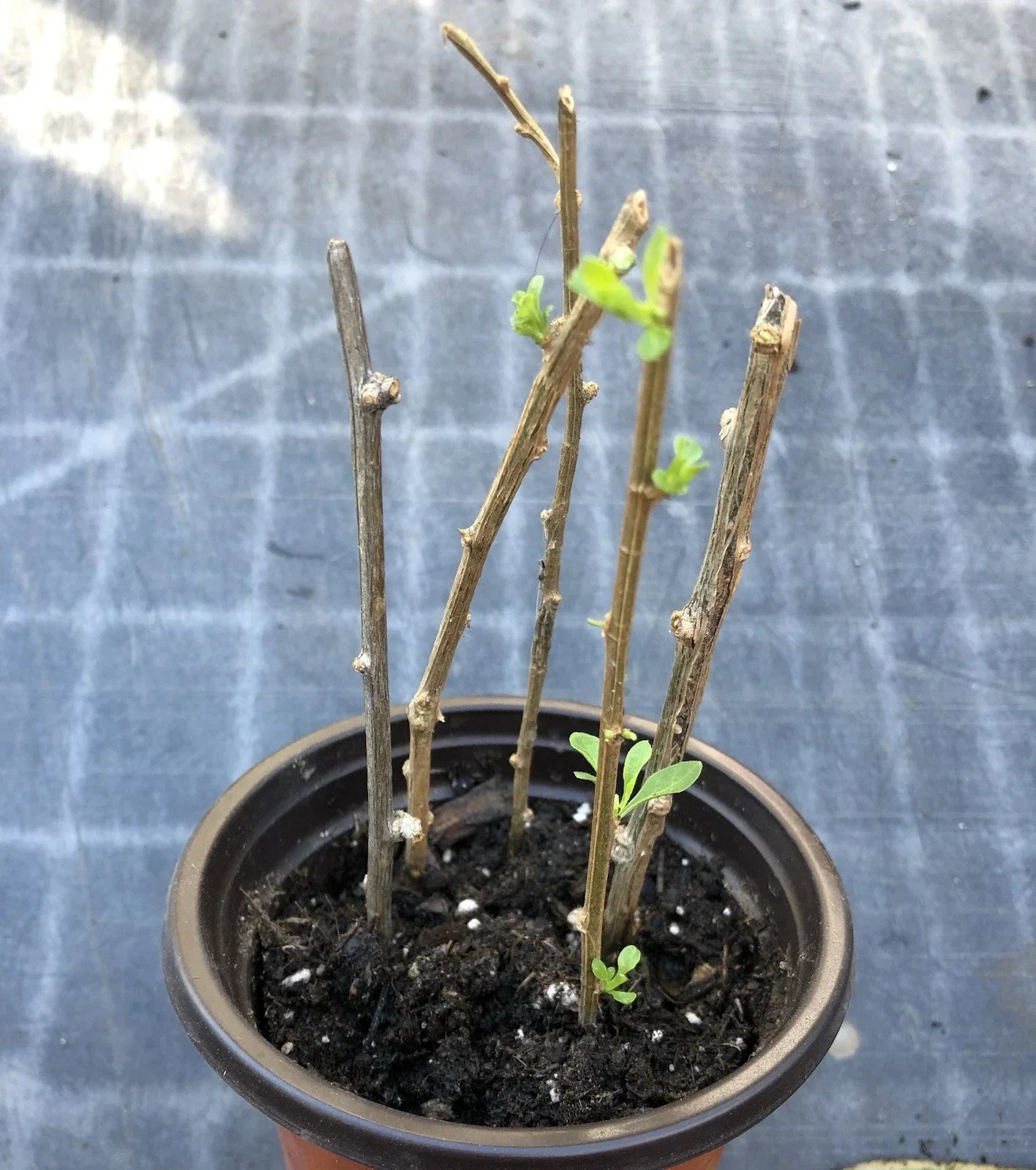 Goji Berry Plant Cuttings in Pot | Lycium barbarum | Live Perennial Shrub for Garden & Indoor Planting