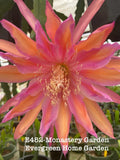 Rooted Epiphyllum Orchid Cactus 4-Inch Starter Pot Monastery Garden Indoor Houseplant, Tropical Cactus
