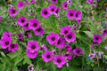 Bressingham Flair Geranium Seeds - 25+ Pelargonium x hortorum for Garden Planting, Vibrant Blooms, Easy to Grow