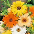 African Daisy Seeds Mix - 200+ White, Orange, Yellow, Apricot - Drought Tolerant Annual - Arctotis spp.