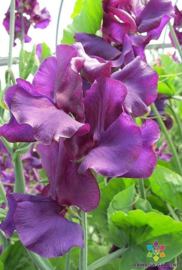 Sweet Pea Seeds - 50+ Pack - Welcome to Yorkshire Variety - Fragrant Climbing Vine - Lathyrus odoratus - USA Grown