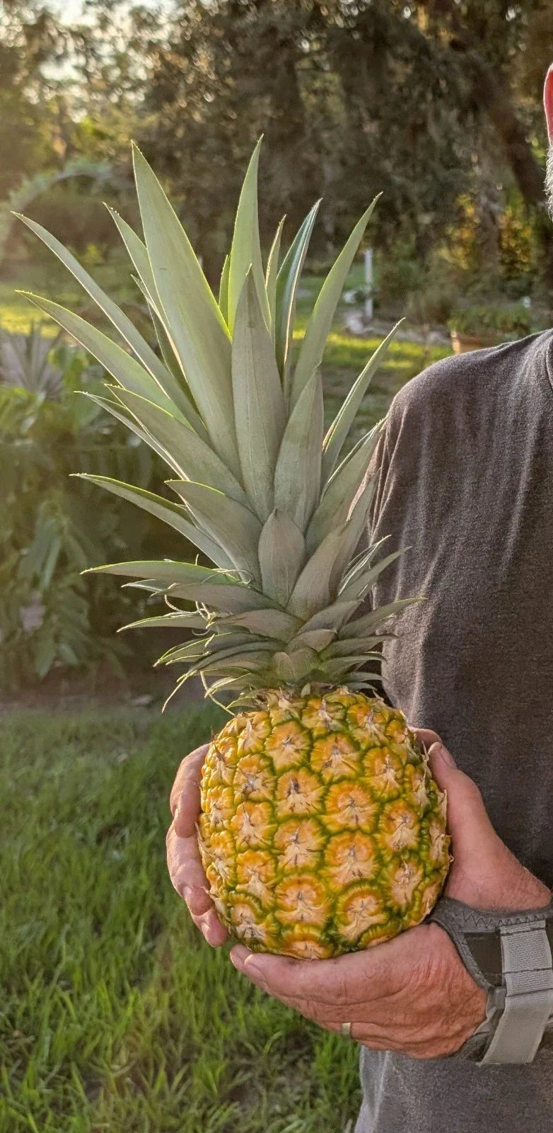 Pineapple Live Starter Plants 3 Pack - MD2 Super Sweet Honey Gold Ananas comosus