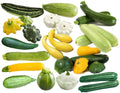 Non-GMO Zucchini Seeds Mix – Italian Varieties, Summer Squash, Cucurbita pepo, 15+ Seeds
