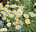 German Chamomile Seeds - 3000+ Pack, Medicinal Herb, Fragrant Groundcover, Annual, Matricaria chamomilla, Bee-Friendly