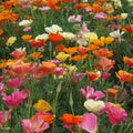 California Poppy Seeds - Mission Bells Mix Non-GMO 1000 Seeds Bright Colors Eschscholzia californica